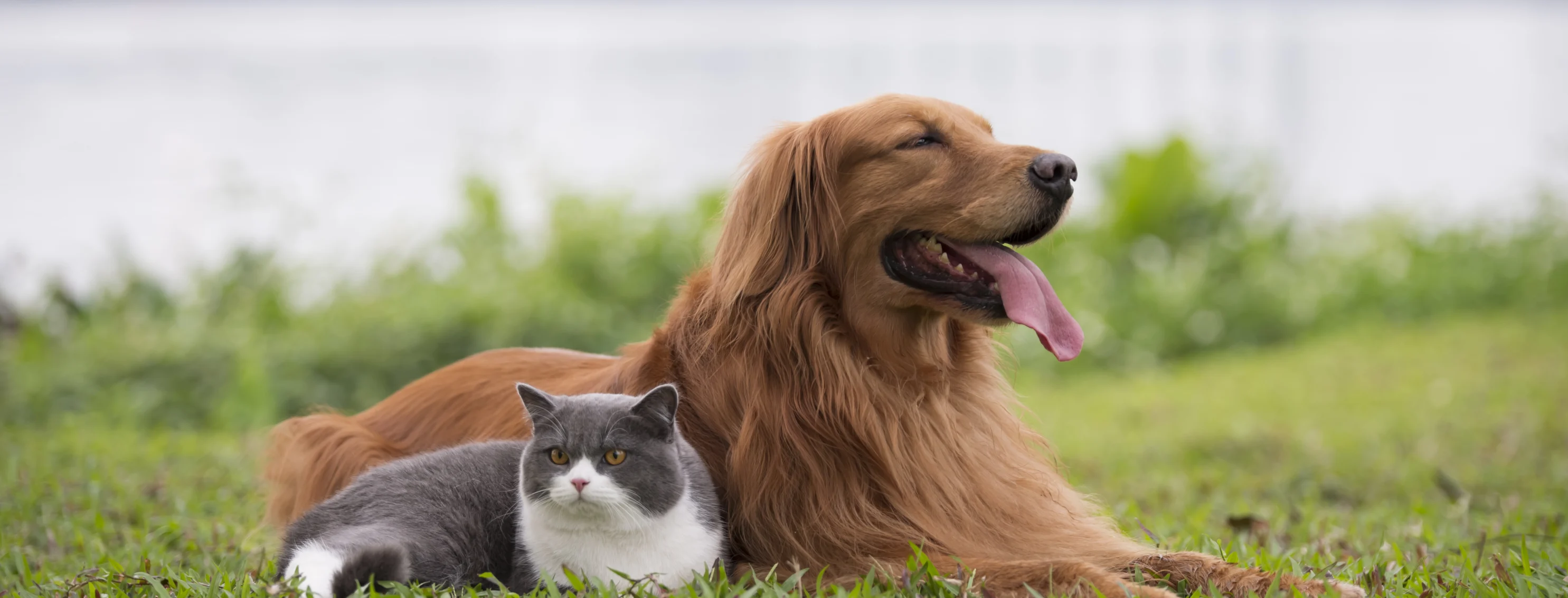 Dog and Cat laying on grass near bridge